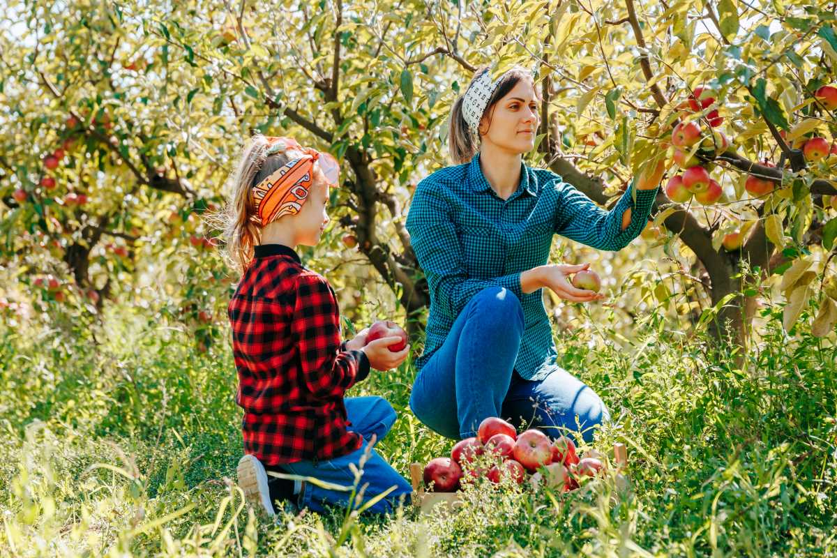 Apfel pflücken in Ludwigsburg – wann ist es erlaubt, wann ni