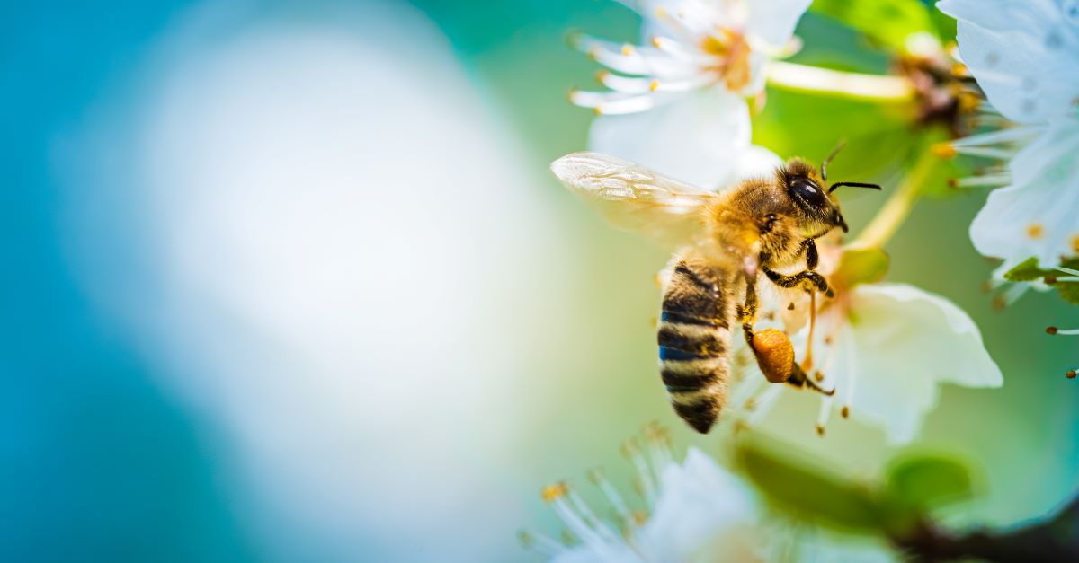 Bienen schützen im Garten – Ludwigsburg Naturschutz