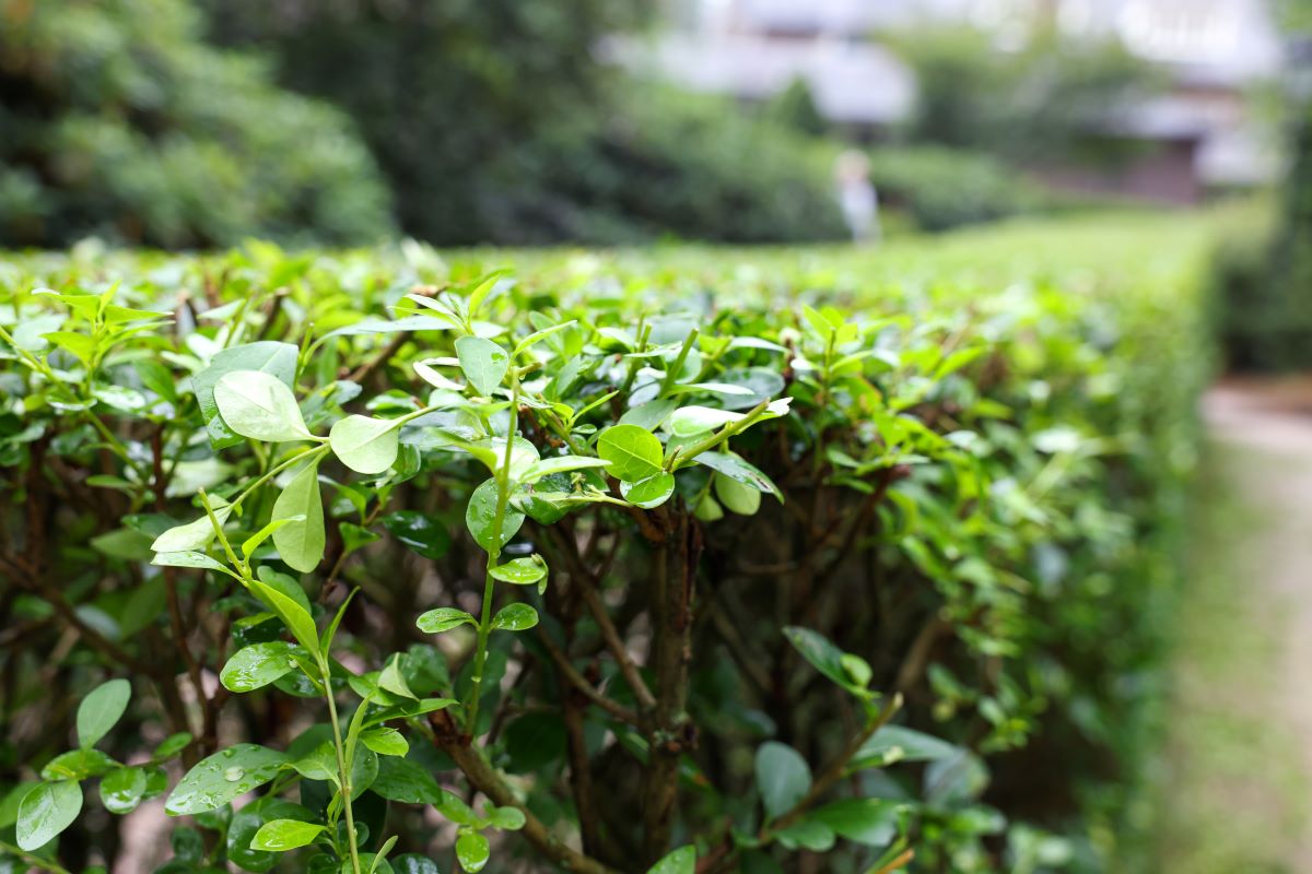 Hecke schneiden: Schonzeit & beste Zeit erklärt