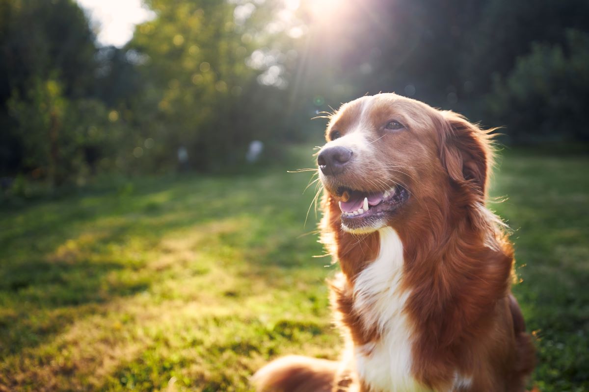 Hund vermisst in Ludwigsburg — erste Schritte zur Suche