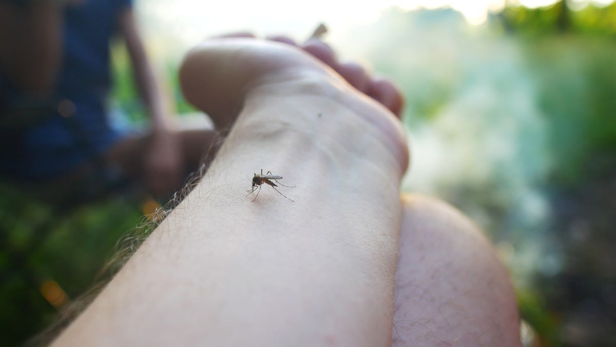 Insektenstiche in Ludwigsburg: Erste Hilfe, Hausmittel und e