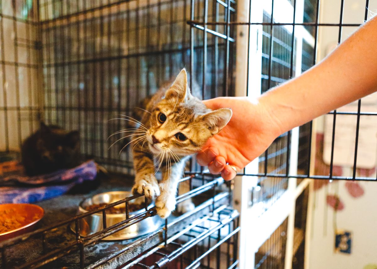 Katze mikrochippen in Ludwigsburg — Anleitung & Tipps