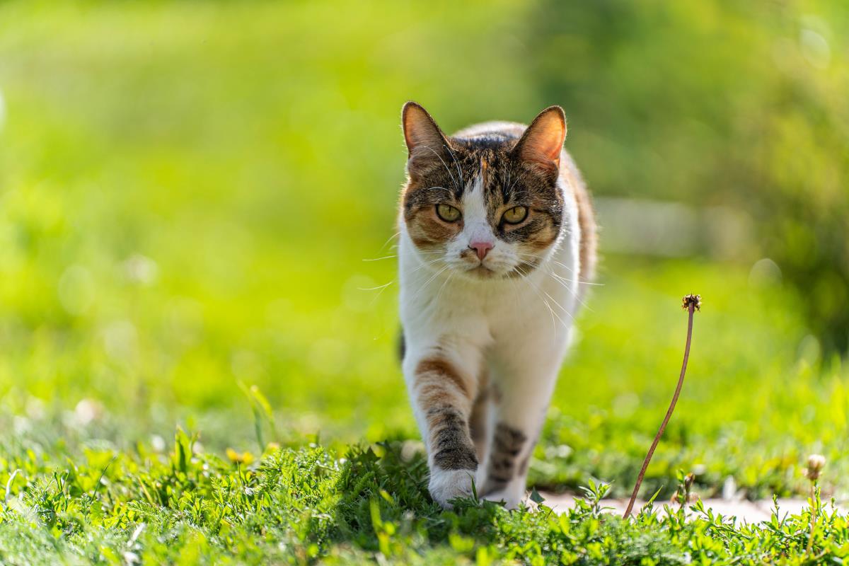 Katze freilaufend in Ludwigsburg — Rechte und Pflichten von 