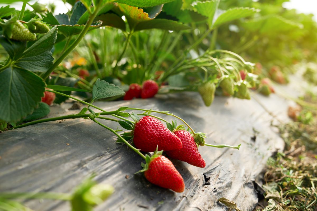 Selbsterntefelder in Ludwigsburg: Frisches Obst und Gemüse s