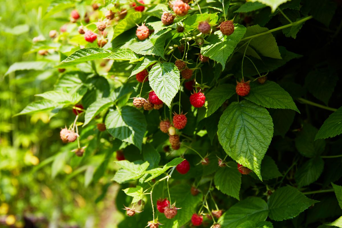 Streuobstwiese einfrieden in Ludwigsburg — Hecke statt Zaun?