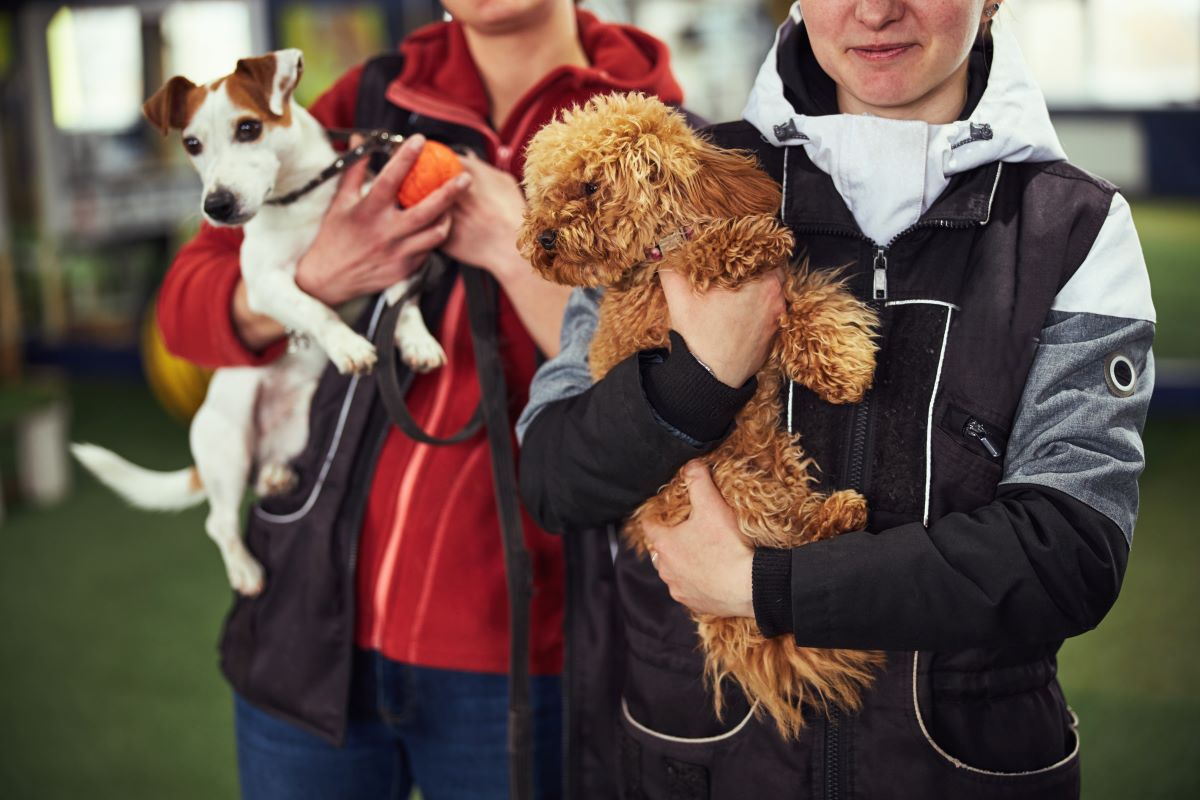 Tier adoptieren statt kaufen | Ludwigsburg Tierheim