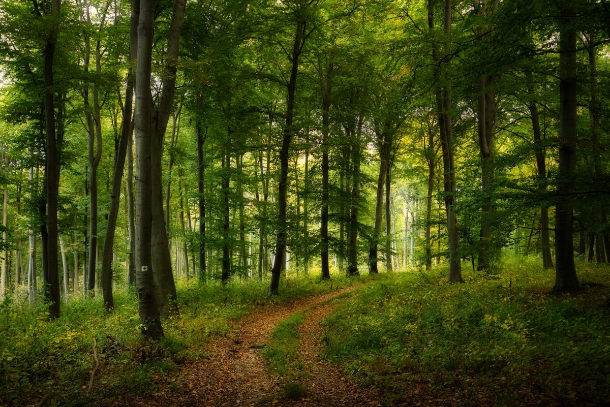 Wald-Ausflug mit Kindern in Ludwigsburg — was ist erlaubt un